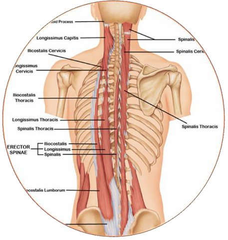Abbildung autochthone Rückenmuskulatur