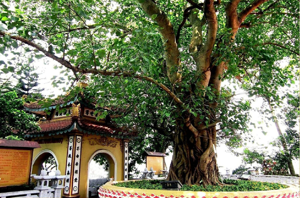 Ashvattha-Baum