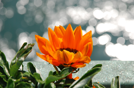 Foto von oranger Blume
