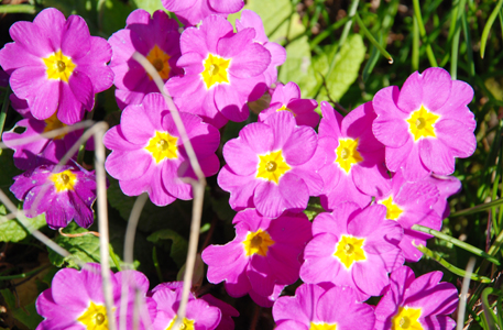 Foto von violetten Blumen